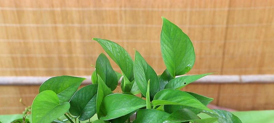 豆浆的多种用途（探究豆浆的营养与美容价值及其在绿萝浇水上的效果）