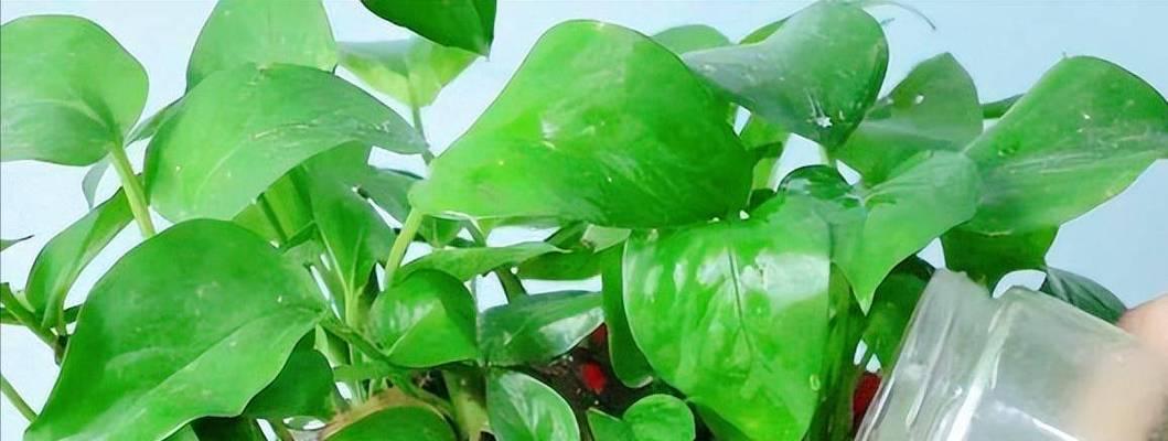 豆浆水能否成为优质肥料（探究豆浆水的肥料功效与利用方法）