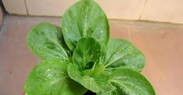 豆浆水能否成为优质肥料（探究豆浆水的肥料功效与利用方法）