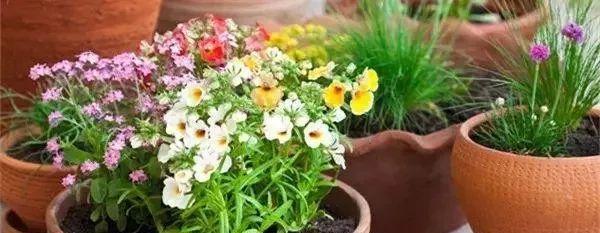 豆浆渣的妙用——浇花利器（节约环保的小秘密）