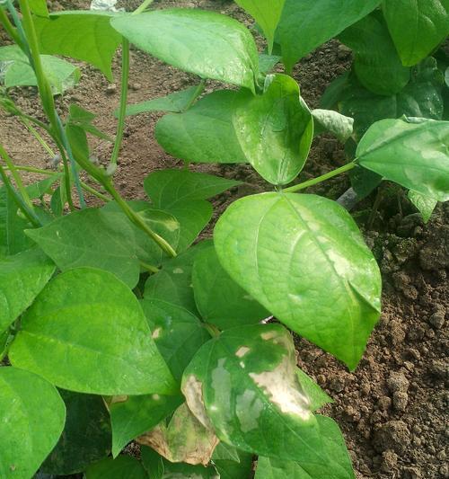 豆角病虫害防治技术与方法措施（保护农作物）