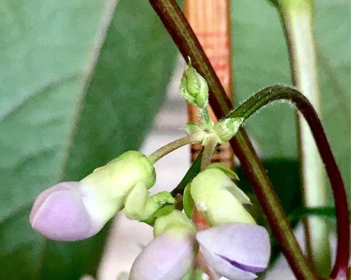 探秘豆角的生长过程（从豆芽到成熟果实）