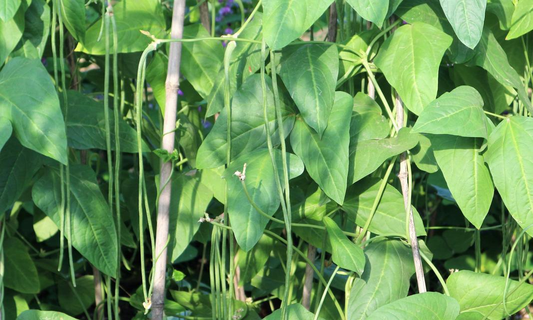 探秘豆角的生长过程（从豆芽到成熟果实）