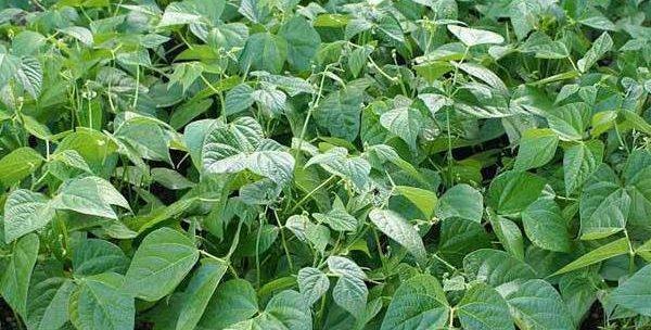 探秘豆角的生长过程（从豆芽到成熟果实）