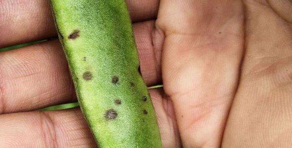 豆角炭疽病的防治方法（使用有效药物及科学管理豆角园）