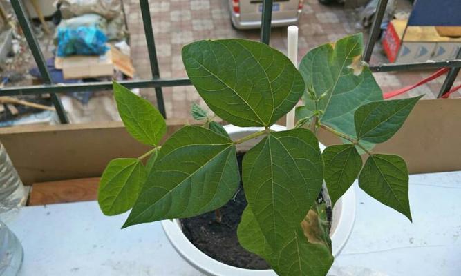豆角苗的种植管理技巧（从发芽到出苗）