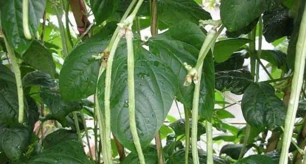 豆角种植的月份选择（科学选取种植时间）
