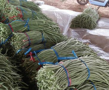 豆角种植收益分析（探寻豆角亩产量）