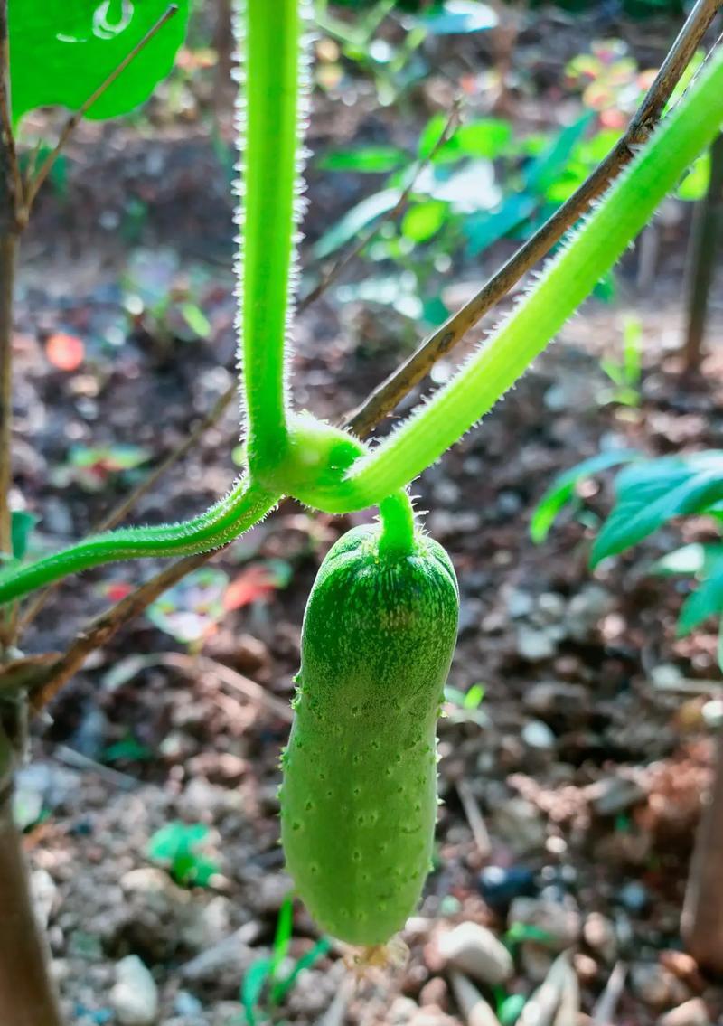 豆角季节成熟时间及收获技巧