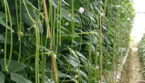 豆角季节成熟时间及收获技巧