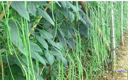豆角季节成熟时间及收获技巧