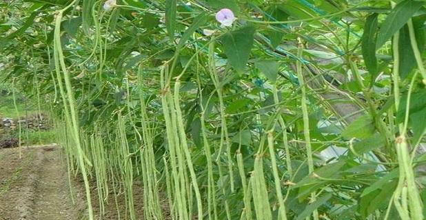 豆角种植的最佳季节与方法（一文详解豆角的种植时期）