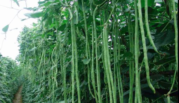豆角追肥时间及方法详解（合理追肥助力丰收）