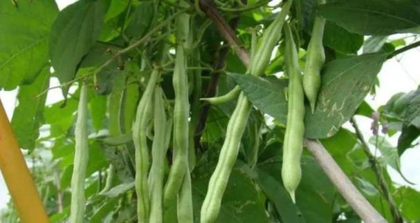 如何给豆角施肥（从肥料选择到施肥技巧全攻略）