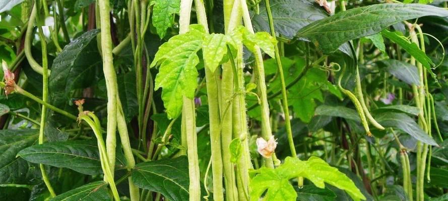 豆角的形状与特征（探秘豆角的外形和生长环境）