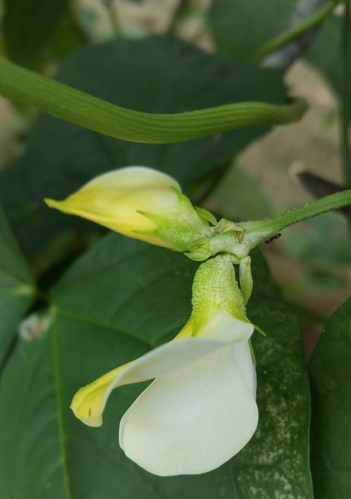 豆角的种植时间和季节选择（从选址到收获）