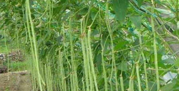 豆角的种植时间和季节选择（从选址到收获）
