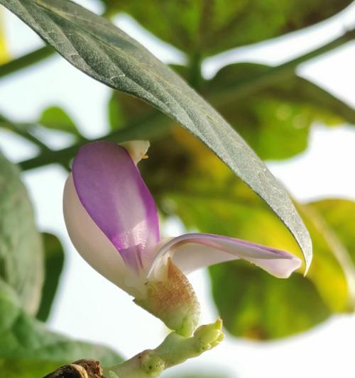 豆角的种植时间和季节选择（从选址到收获）
