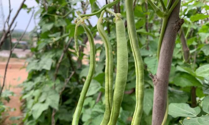 豆角的形态特征（探究豆角的外部特征和内部构造）