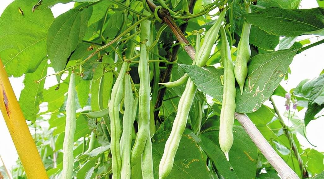 豆角种植与生长周期详解（掌握正确种植时间）