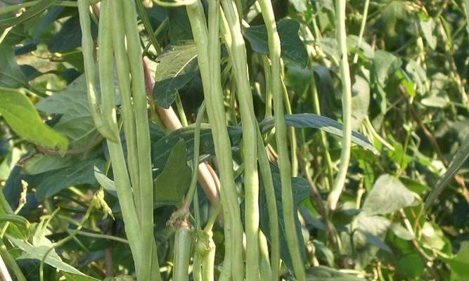 豆角种植温度要求及生长适宜温度（了解豆角生长温度要求）