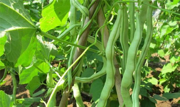 豆角种植温度要求及生长适宜温度（了解豆角生长温度要求）