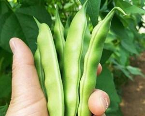 豆角种子的营养价值和食用方法（豆角种子的惊人功效）
