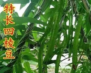 豆角种子有毒吗（了解豆角种子的毒性）