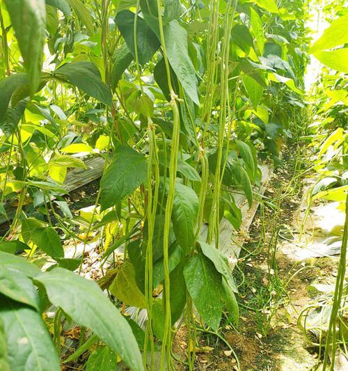 如何种植豆角种子（简单操作）
