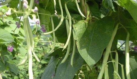 如何种植豆角种子（简单操作）