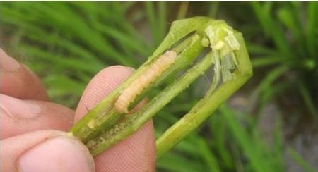 如何有效防治豆角钻心虫（防虫攻略）
