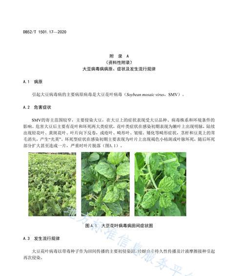 如何有效防治豆角钻心虫（防虫攻略）