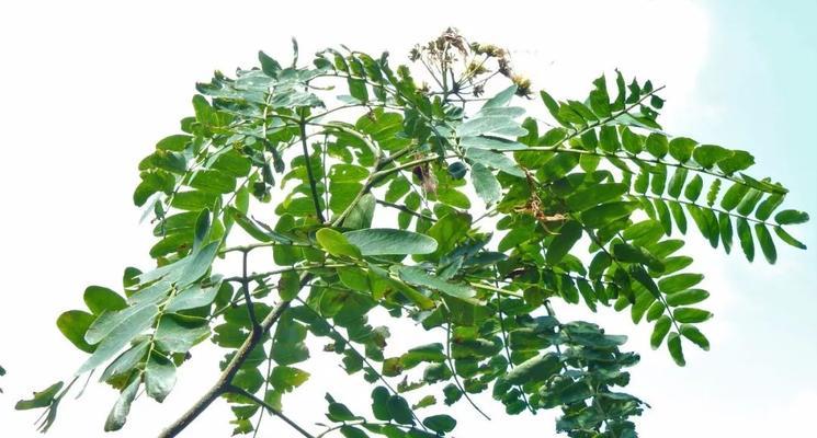 探秘豆科植物的奇妙世界（从起源到进化）