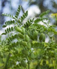 探秘豆科植物的奇妙世界（从起源到进化）