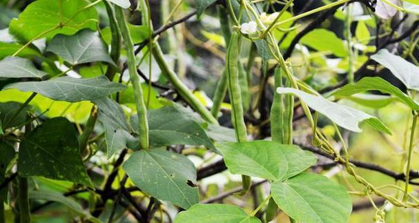 探秘豆科植物的奇妙世界（从起源到进化）