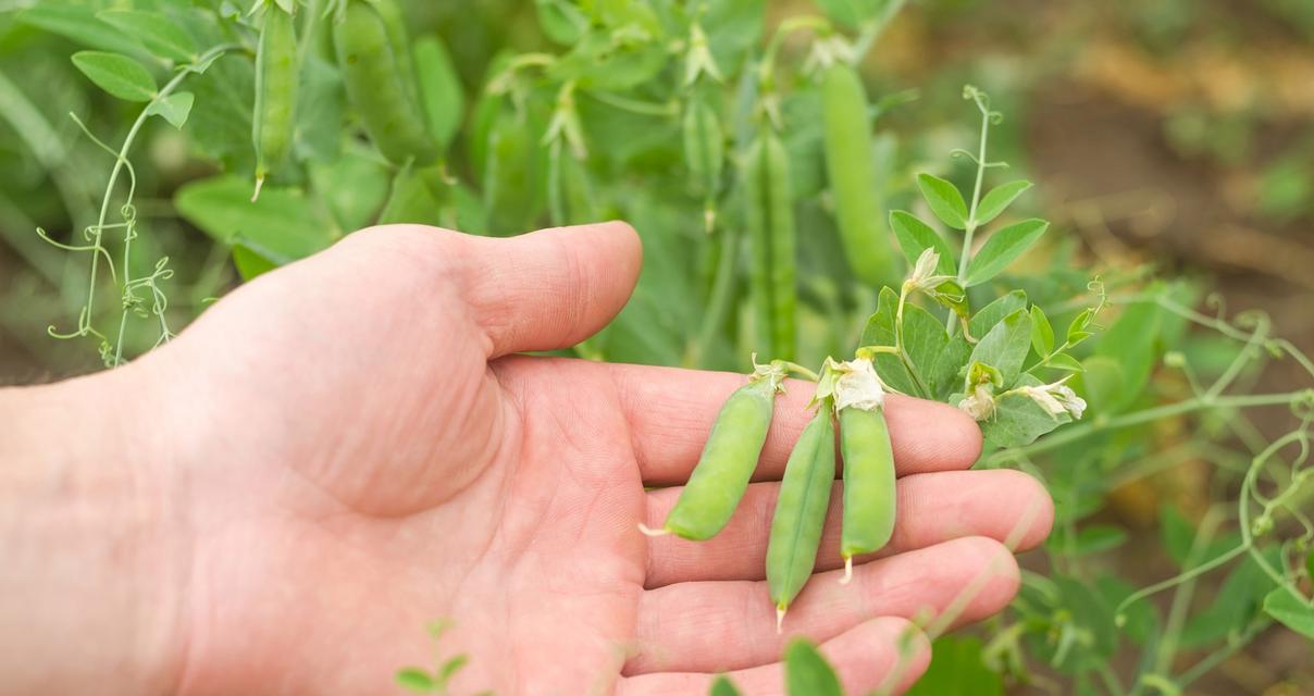 探究豆类植物的多样性与应用（从起源到应用）