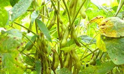 探究豆类植物的多样性与应用（从起源到应用）