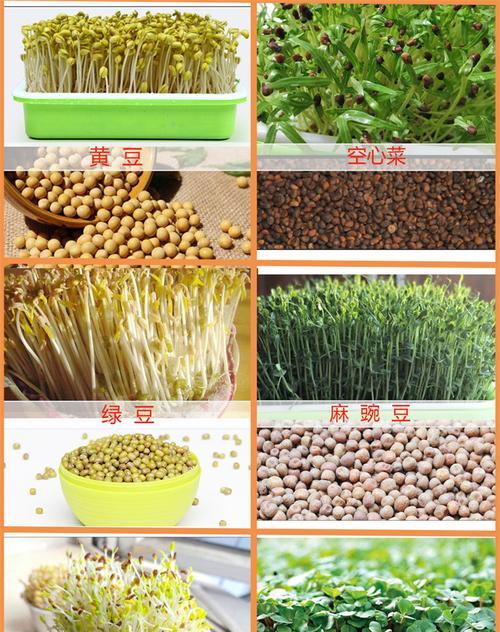 豆苗育苗时间及方法（最佳播种时间和育苗技巧）