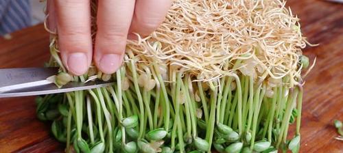 豆芽的根能吃吗（豆芽的根部是否可以作为食材）