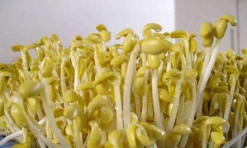 豆芽不仅是植物还是人类营养丰富的食物（探究豆芽的植物学和营养学特性）