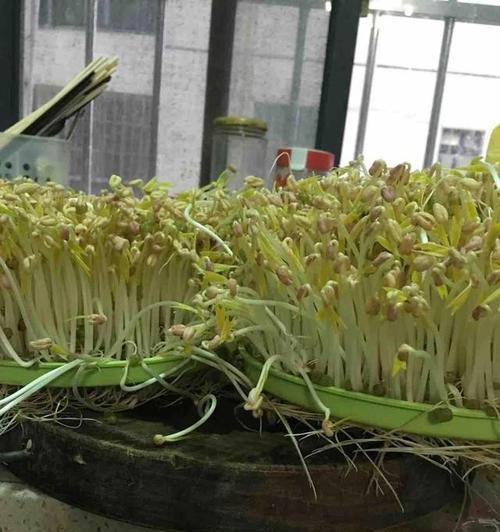 豆芽种植全程指南（从选种到收割）