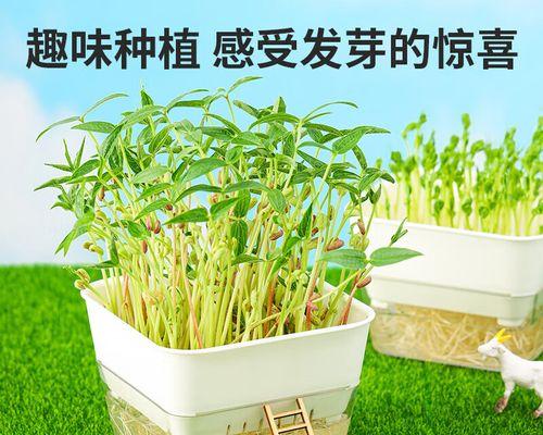 豆芽种植全程指南（从选种到收割）
