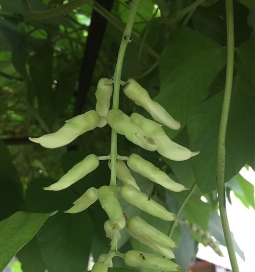 豆渣浇花的好处、如何使用豆渣浇花（豆渣浇花的好处）