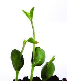 豆子种植指南——从播种到发芽出苗（掌握种植技巧）