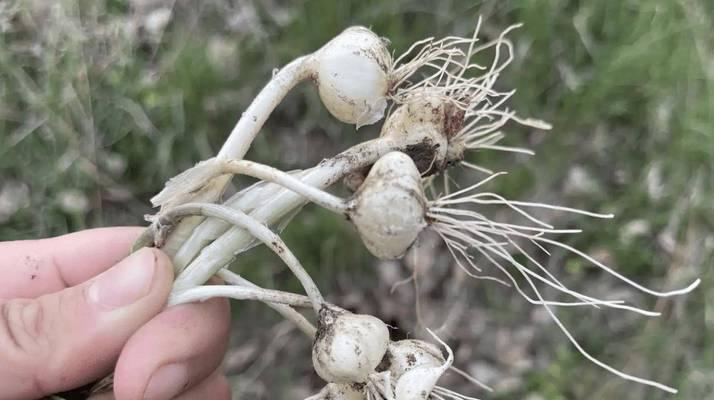 独头蒜种植技巧详解（选择适宜的时间和方法）