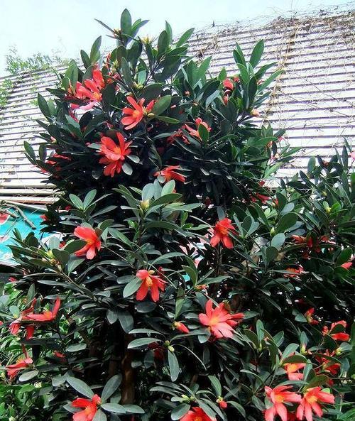 杜鹃红山茶花的养殖方法及注意事项（打造鲜艳美丽的山野风光）