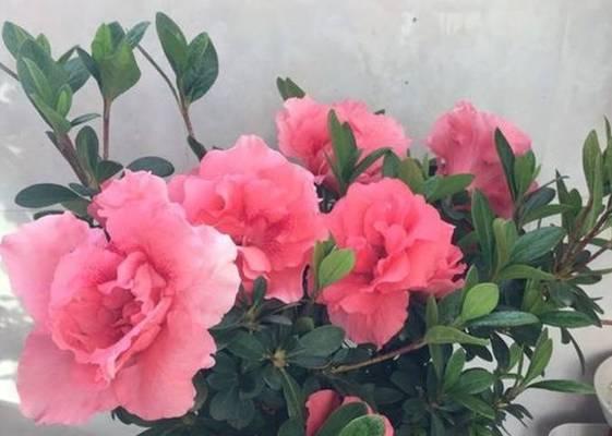 杜鹃花不开花该如何处理（教你几招让杜鹃花绽放绚烂的花海）