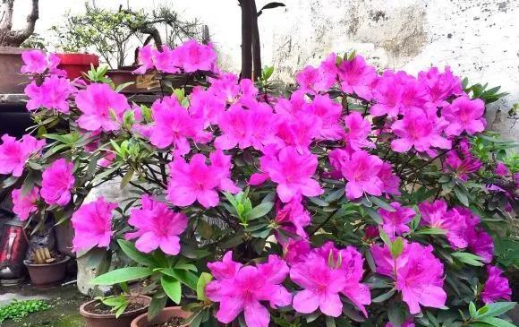 杜鹃花不开花的原因及解决方法（探究杜鹃花不开花的原因）