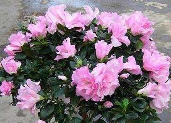 杜鹃花不开花的原因及解决方法（探究杜鹃花不开花的原因）