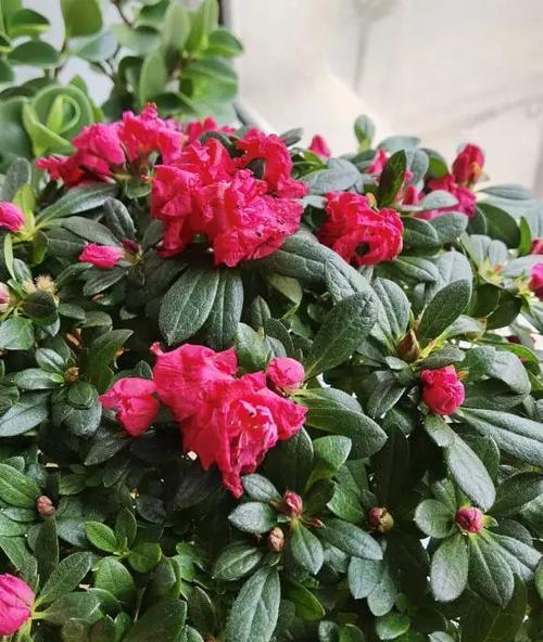 杜鹃花不开花的原因及解决方法（探究杜鹃花不开花的原因）